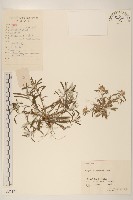 藏品(女貞)的圖片