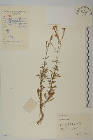 藏品(蠅子草)的圖片