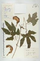 藏品(括樓)的圖片