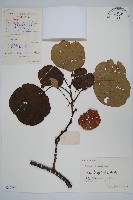 藏品(獼猴桃、奇異果)的圖片