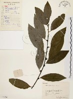 藏品(山胡椒)的圖片