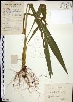 藏品(棕葉狗尾草)的圖片