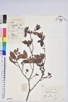 藏品(唐杜鵑、大屯杜鵑、中原氏杜鵑)的圖片