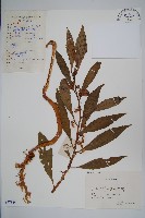 藏品(鳳仙花)的圖片