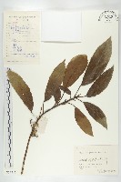 藏品(薯豆)的圖片