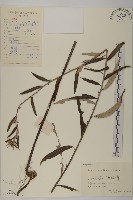 藏品(華薊)的圖片