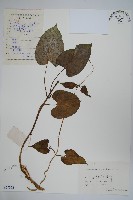 藏品(牛皮消)的圖片