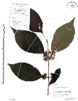 藏品(杜虹花，台灣紫珠)的圖片