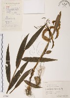 藏品(豔紅百合、豔紅鹿子百合)的圖片