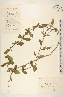 藏品(甜葉菊)的圖片