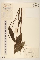 藏品(高苞苣)的圖片