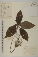 藏品(及己)的圖片