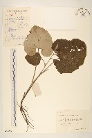 藏品(山牛旁)的圖片