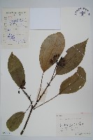 藏品(樹參)的圖片