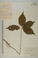 藏品(及己)的圖片