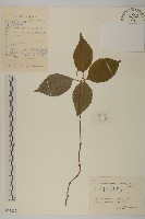 藏品(及己)的圖片