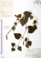 藏品(臭腥草、蕺菜)的圖片