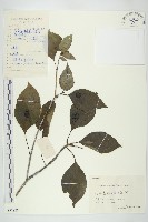 藏品(青莢葉)的圖片