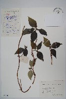 藏品(羊乳、四葉參)的圖片