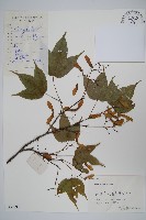 藏品(三峽槭)的圖片