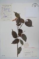 藏品(紫槭)的圖片