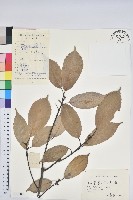 藏品(青剛櫟、鐵椆)的圖片
