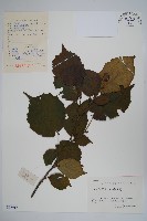 藏品(榛樹)的圖片