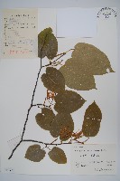 藏品(八角楓)的圖片