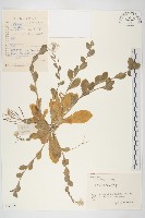 藏品(匐匍南薺)的圖片