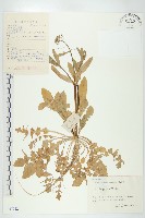 藏品(薺)的圖片