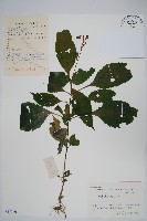 藏品(擬馬偕花、白接骨)的圖片