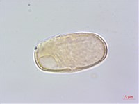 藏品(白苞芹)的圖片