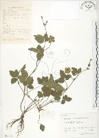 藏品(蛇莓、地莓、龍吐珠)的圖片