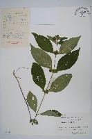 藏品(杜根藤)的圖片