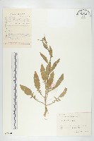 藏品(葶藶)的圖片