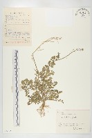 藏品(碎米薺)的圖片