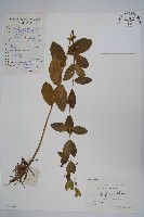 藏品(紫花合掌消)的圖片