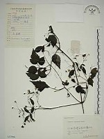 藏品(小木通)的圖片