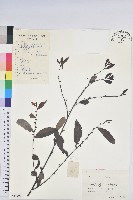 藏品(湖北算盤子)的圖片