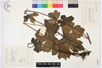 藏品(瓜葉烏頭)的圖片