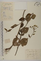 藏品(東風菜)的圖片