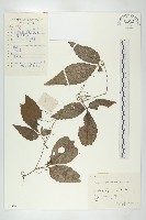 藏品(絞股藍)的圖片
