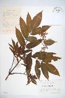 藏品(冇骨消)的圖片