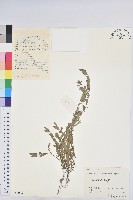 藏品(蜜柑草)的圖片