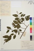 藏品(牯嶺勾兒菜, 臺灣黃鱔藤)的圖片