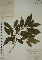 藏品(鈍齒鼠李)的圖片