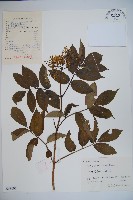 藏品(接骨木，木蒴藋)的圖片