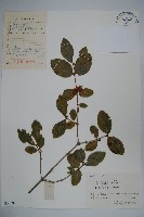 藏品(廬山忍冬)的圖片