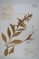藏品(江南山梗菜)的圖片