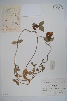 藏品(羊乳、四葉參)的圖片